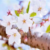 微信樱花头像_高清樱花花朵图片大全