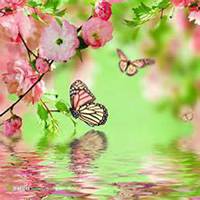 微信樱花头像_高清樱花花朵图片大全