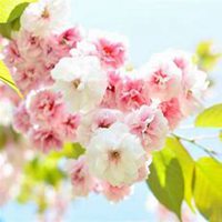 微信樱花头像_高清樱花花朵图片大全