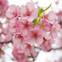 微信樱花头像_高清樱花花朵图片大全