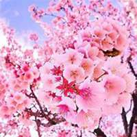 微信樱花头像_高清樱花花朵图片大全