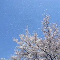 微信樱花头像_高清樱花花朵图片大全