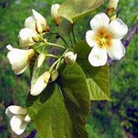 微信油桐树头像_高清油桐树微信头像