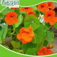 微信油桐树头像_高清油桐树微信头像