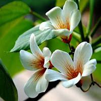 微信油桐树头像_高清油桐树微信头像