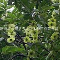 微信油桐树头像_高清油桐树微信头像