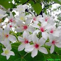 微信油桐树头像_高清油桐树微信头像