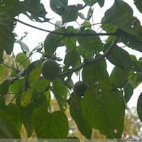 微信油桐树头像_高清油桐树微信头像