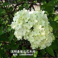 微信油桐树头像_高清油桐树微信头像