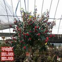 微信油桐树头像_高清油桐树微信头像