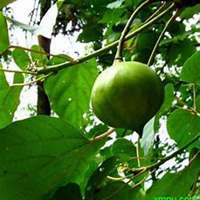 微信油桐树头像_高清油桐树微信头像