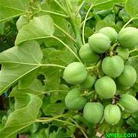 微信油桐树头像_高清油桐树微信头像