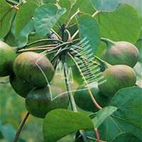 微信油桐树头像_高清油桐树微信头像