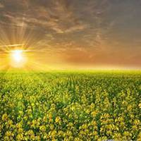 微信油菜花头像_高清油菜花花朵图片大全