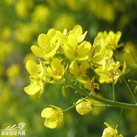 微信油菜花头像_高清油菜花花朵图片大全