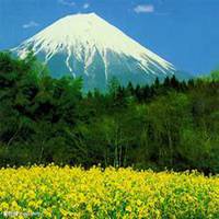 微信油菜花头像_高清油菜花花朵图片大全