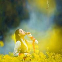 微信油菜花头像_高清油菜花花朵图片大全