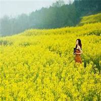微信油菜花头像_高清油菜花花朵图片大全