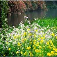 微信油菜花头像_高清油菜花花朵图片大全