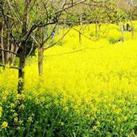 微信油菜花头像_高清油菜花花朵图片大全