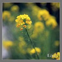 微信油菜花头像_高清油菜花花朵图片大全