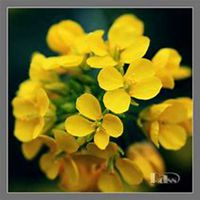 微信油菜花头像_高清油菜花花朵图片大全