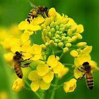 微信油菜花头像_高清油菜花花朵图片大全