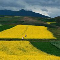 微信油菜花头像_高清油菜花花朵图片大全