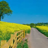 微信油菜花头像_高清油菜花花朵图片大全