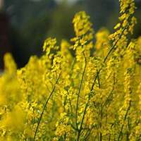 微信油菜花头像_高清油菜花花朵图片大全