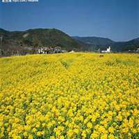 微信油菜花头像_高清油菜花花朵图片大全