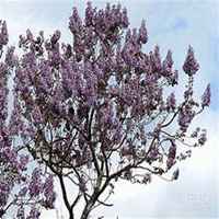 微信泡桐树头像_高清泡桐树微信头像