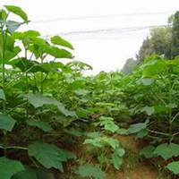 微信泡桐树头像_高清泡桐树微信头像