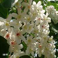 微信泡桐树头像_高清泡桐树微信头像