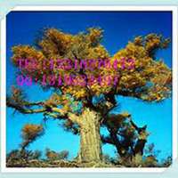 微信泡桐树头像_高清泡桐树微信头像