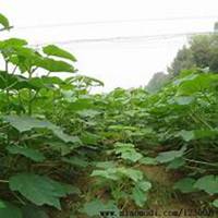 微信泡桐树头像_高清泡桐树微信头像