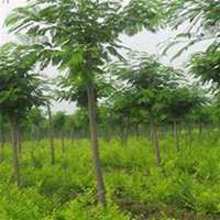 微信泡桐树头像_高清泡桐树微信头像