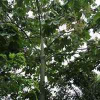 微信泡桐树头像_高清泡桐树微信头像