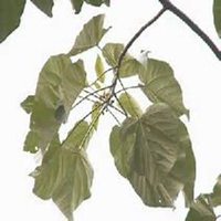 微信泡桐树头像_高清泡桐树微信头像