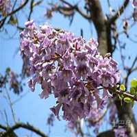 微信泡桐树头像_高清泡桐树微信头像