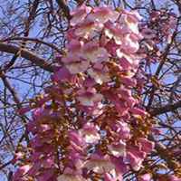 微信泡桐树头像_高清泡桐树微信头像