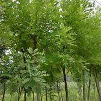 微信洋槐树头像_高清洋槐树微信头像