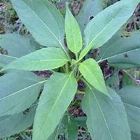 微信洋槐树头像_高清洋槐树微信头像