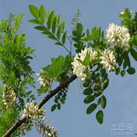 微信洋槐树头像_高清洋槐树微信头像