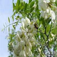 微信洋槐树头像_高清洋槐树微信头像