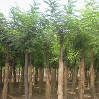 微信洋槐树头像_高清洋槐树微信头像