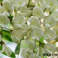 微信洋槐树头像_高清洋槐树微信头像