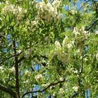 微信洋槐树头像_高清洋槐树微信头像