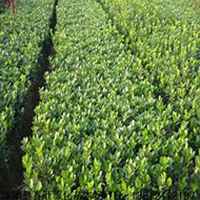 微信洋槐树头像_高清洋槐树微信头像