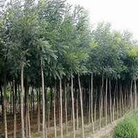 微信洋槐树头像_高清洋槐树微信头像